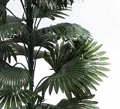 Monstera a une feuille pointue