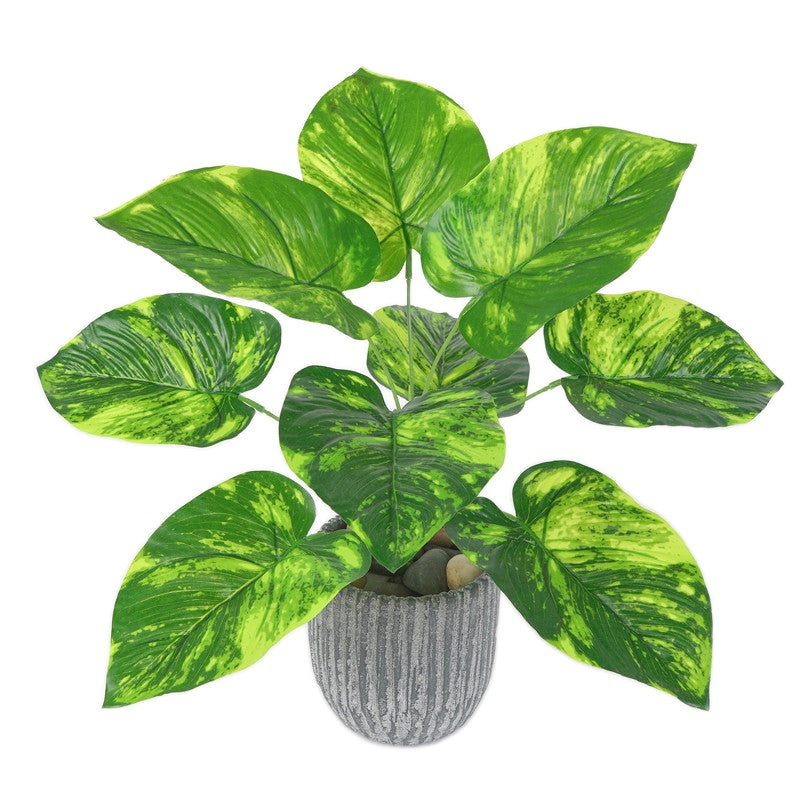 Pothos 9 feuilles 8 types