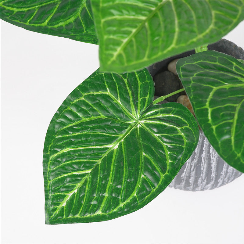 European pothos