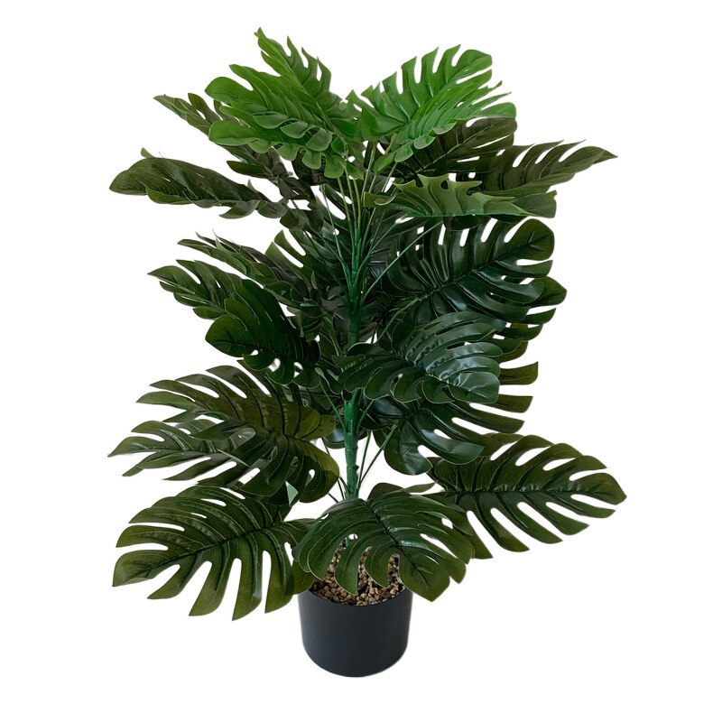 Philodendron