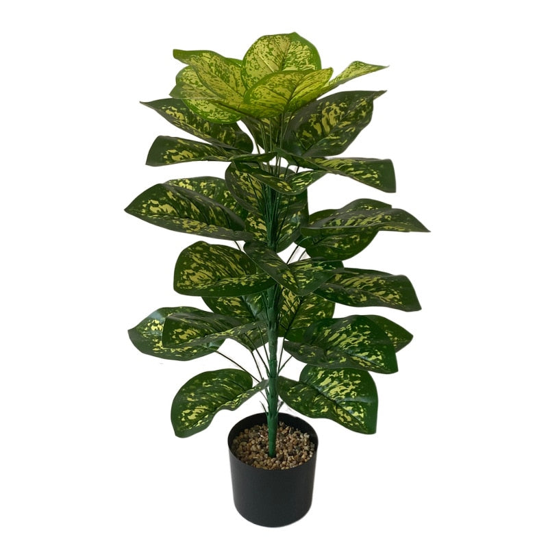 Pothos vert jaune