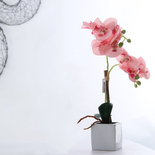 Orchid in porcelain vase 3 colors