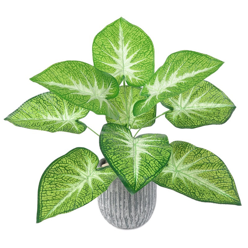 Pothos 9 feuilles 8 types