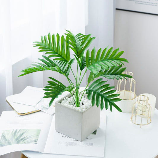 Philodendron 3 types