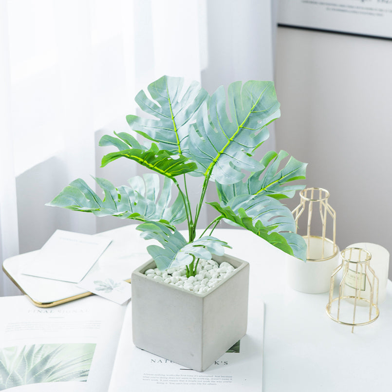 Philodendron 3 types