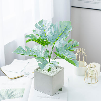 Philodendron 3 types