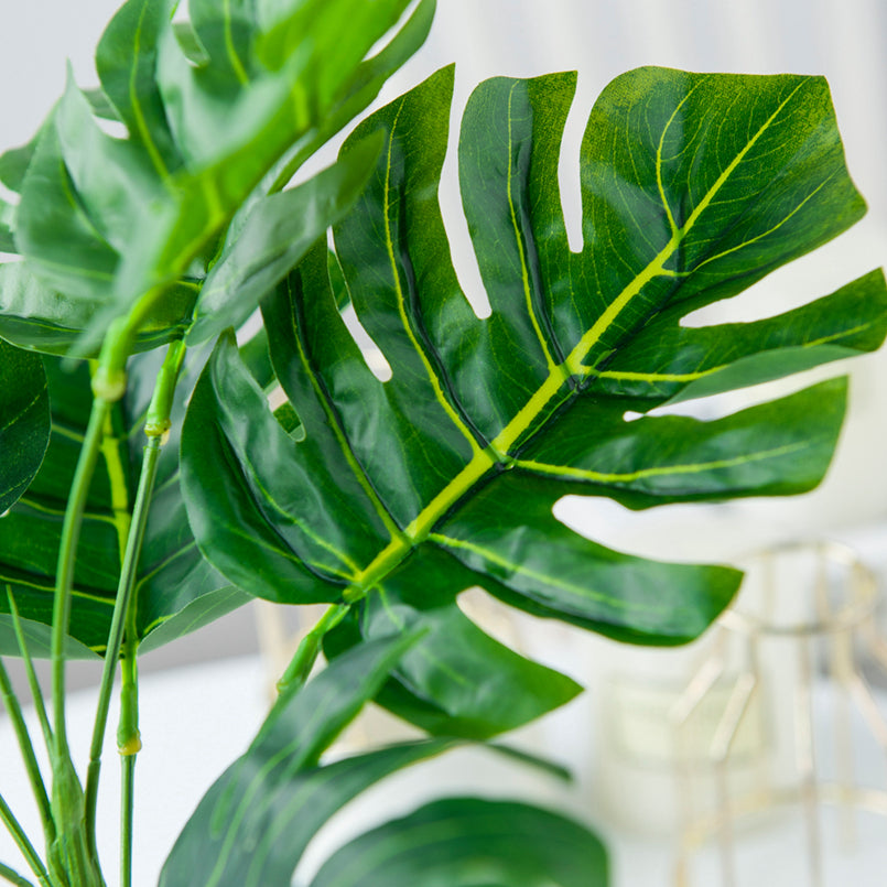 Philodendron 3 types