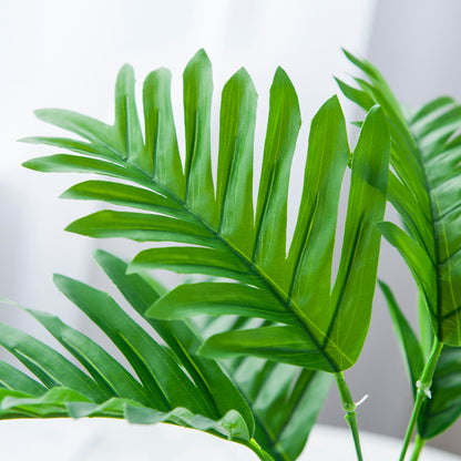 Philodendron 3 types