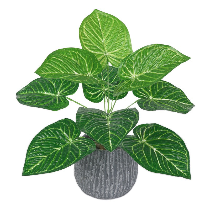 Pothos 9 feuilles 8 types