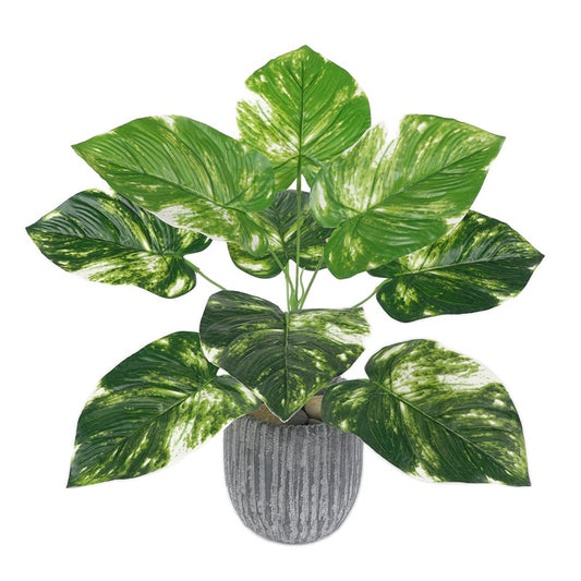 Pothos 9 feuilles 8 types