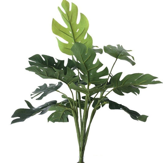 Philodendron d'été