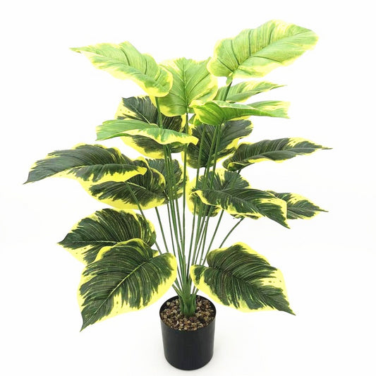 Calathea 2 couleurs