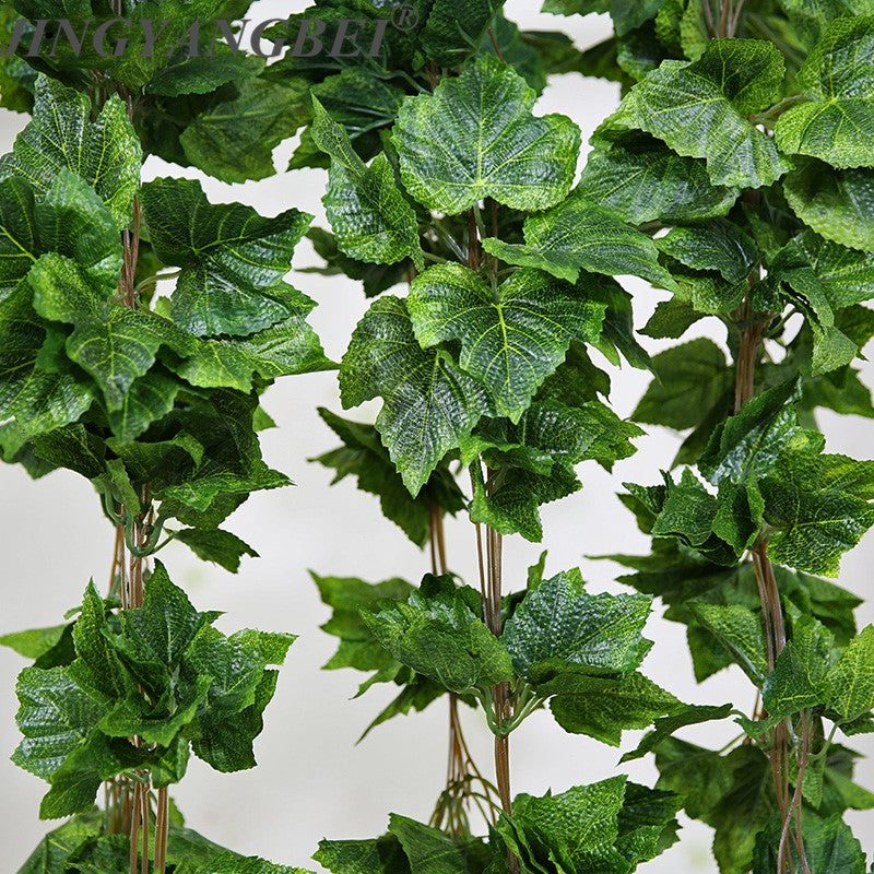 Feuilles de vigne de première qualité