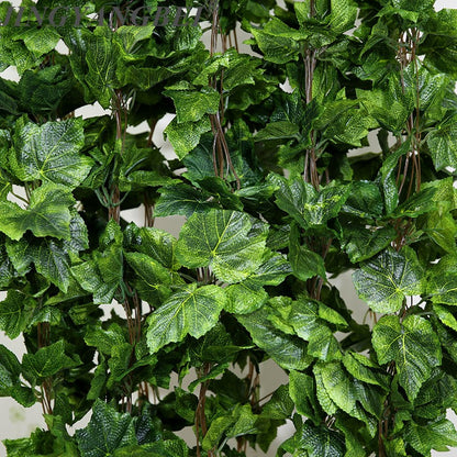 Feuilles de vigne de première qualité