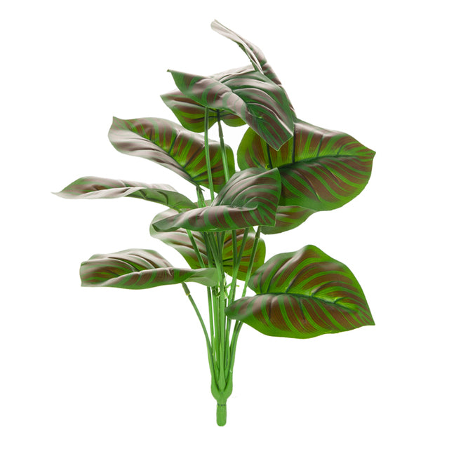 Calathea 5 couleurs