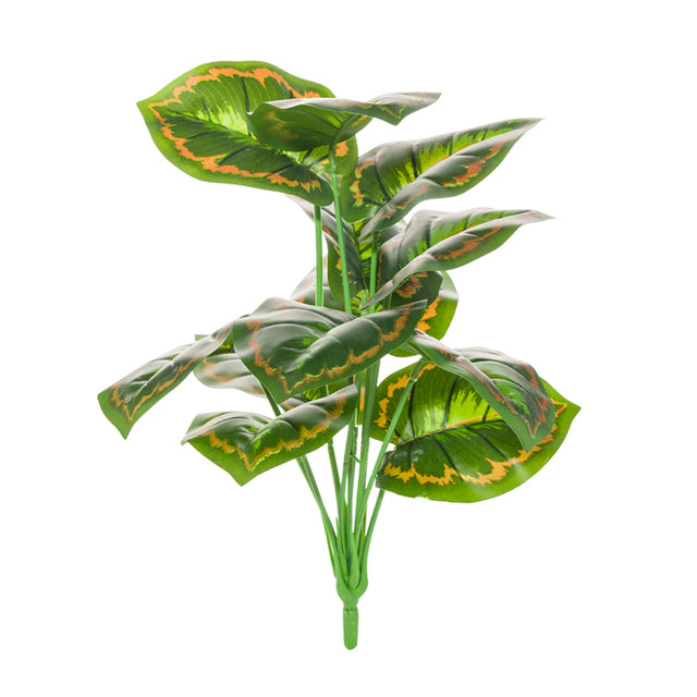 Calathea 5 couleurs