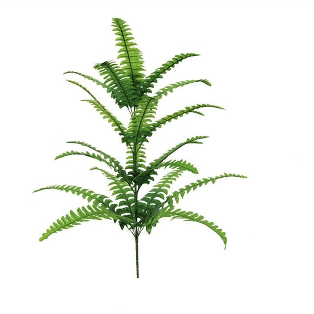 Boston fern